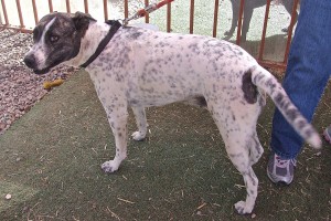 Picture of Bella (Lee)