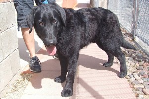 Picture of Buddy