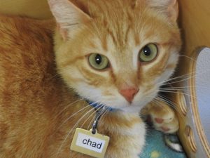 Picture of Chad