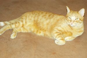 Picture of Chase
