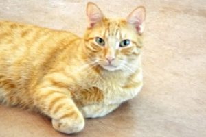 Picture of Chase