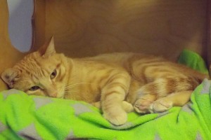 Picture of Chase