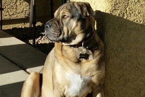 Picture of Donut