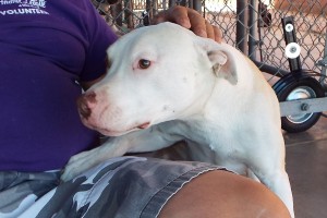 Picture of Guero