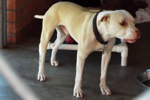 Picture of Guero