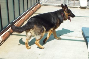 Picture of Heidi