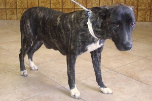 Picture of Ivy