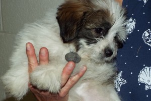 Picture of Jolie