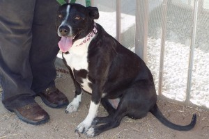 Picture of Kiki