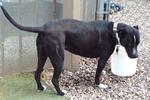 Picture of Kiki
