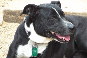 Picture of Kiki