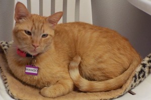 Picture of Mango