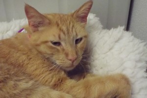 Picture of Mango