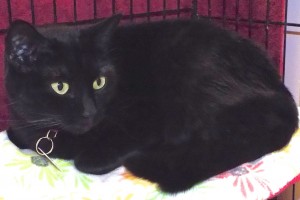 Picture of Mooky