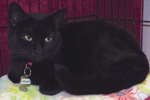 Picture of Mooky