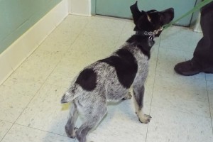 Picture of Murphy