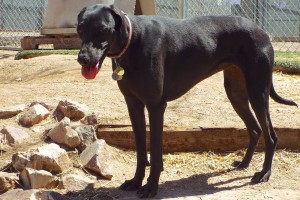 Picture of Nala