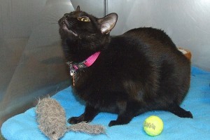 Picture of Nala