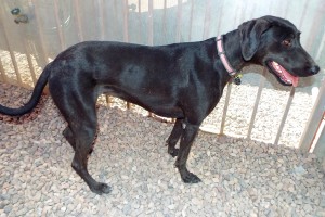 Picture of Nala