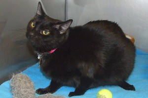 Picture of Nala