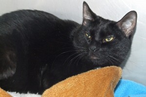 Picture of Nala