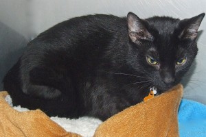 Picture of Nala