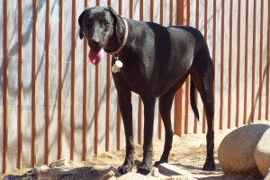 Picture of Nala