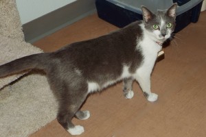 Picture of Petro