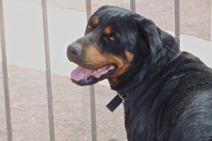 Picture of Princess