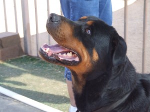 Picture of Princess