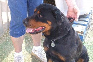 Picture of Princess