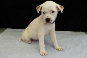 Picture of Princeton