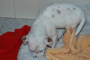 Picture of Princeton