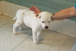 Picture of Princeton