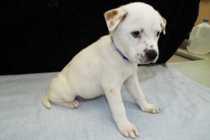 Picture of Princeton