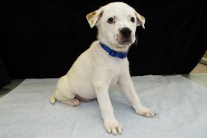 Picture of Princeton