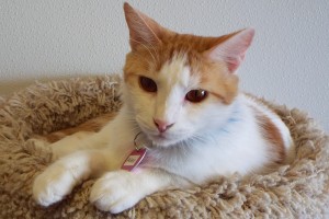 Picture of Riley