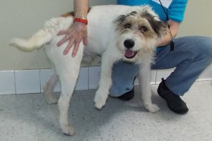 Picture of Ruff