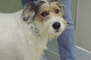 Picture of Ruff