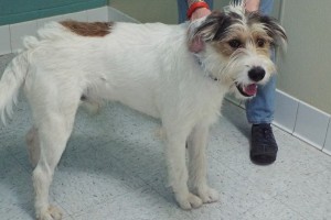 Picture of Ruff