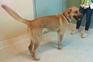 Picture of Scooby