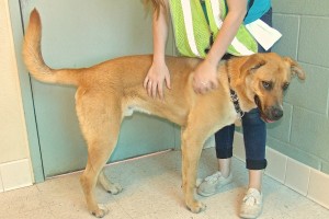 Picture of Scooby