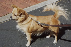Picture of Sissy