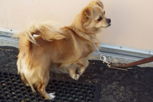Picture of Sissy