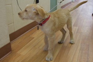 Picture of Thor