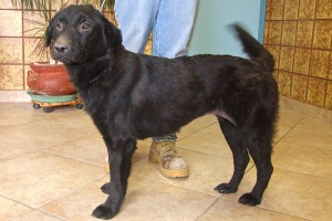 Picture of Tory