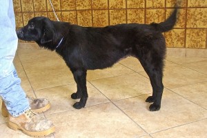 Picture of Tory