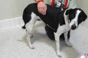 Picture of Willow