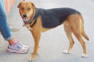Picture of Bailey