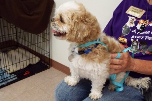 Picture of Boscoe